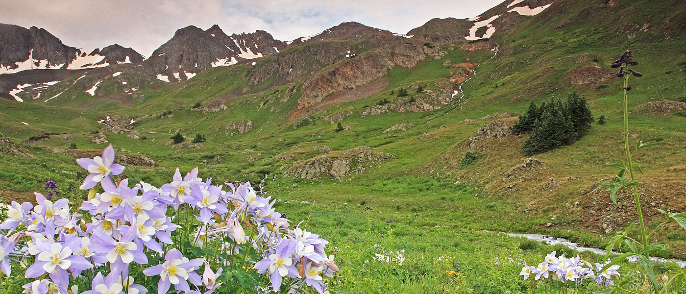 This photograph captures a meadow of Colorado columbine flowers in full bloom, set against the rugged peaks of the Rocky Mountains. The blue-green, biternate leaves and downward-facing blooms are characteristic of this species, which is native to the state and often blooms in spring.